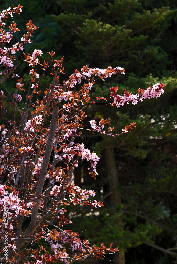 Obraz premium Blooming decorative plum on the background of spruce in the spring garden 