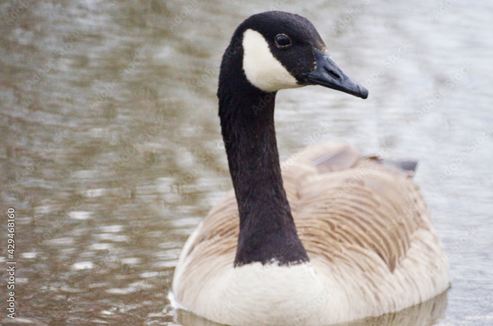 Canadian goose swimming in pond with water drops looking at camera ripples in water Canadian goose swimming in pond with water drops looking at camera ripples in water