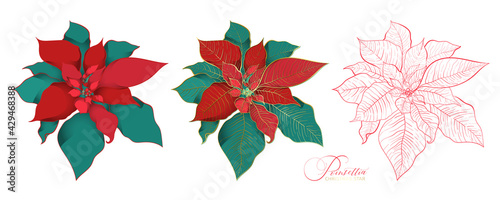 Poinsettia inflorescence in an elegant decorative style