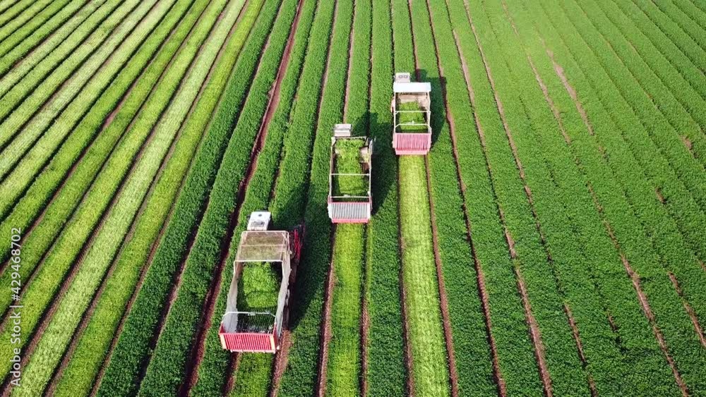 Parsley plant. Three agriculture machinery harvesting herbs in a green agricultural field. Combine harvester.