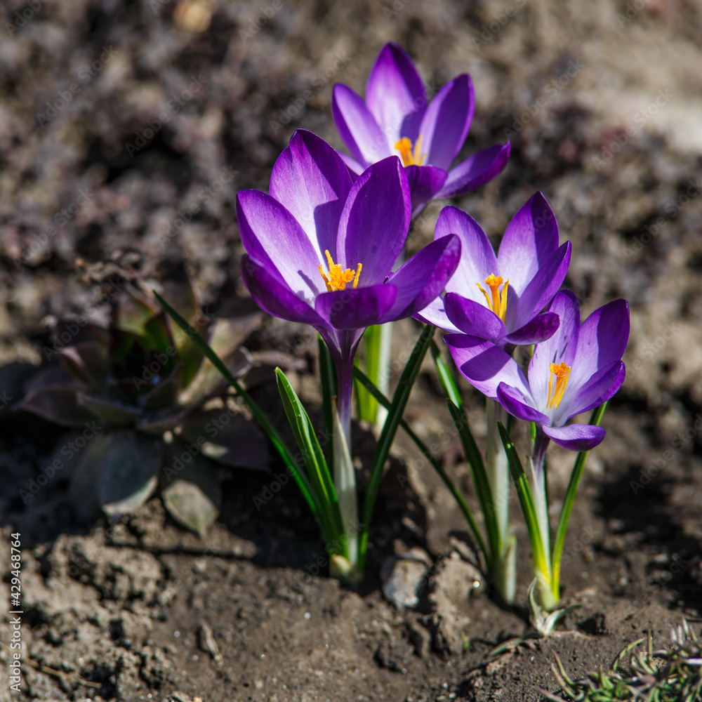 Wild purple crocuses blooming in their natural environment in the forest. Crocus heuffelianus.Purple Flowers in the Forest Wild purple crocuses blooming in their natural environment in the forest. Crocus heuffelianus.Purple Flowers in the Forest