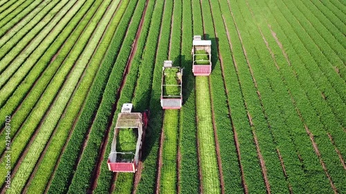 Parsley plant. Three agriculture machinery harvesting herbs in a green agricultural field. Combine harvester. photo