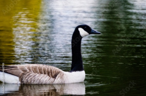 Canadian goose swimming in pond with water drops looking at camera