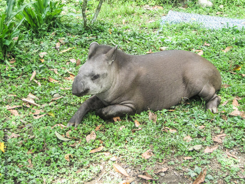 South American tapir Tapirus terrestris , also known as the Brazilian tapir.