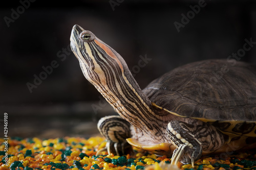 An image of Red Eared Turtle on background, close-up