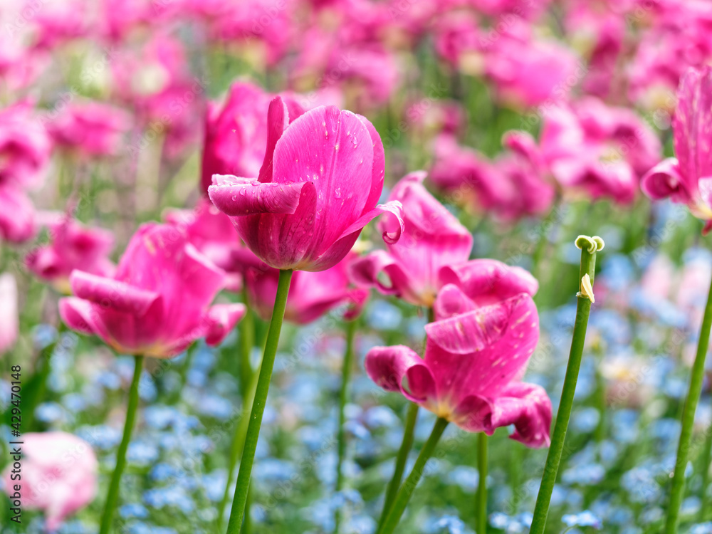 Pink tulips covered with raindrops bloom on the flower bed in springtime Pink tulips covered with raindrops bloom on the flower bed in springtime