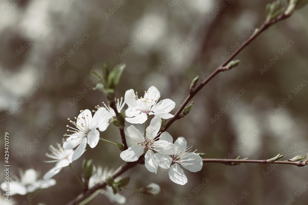 Desaturated image with blooming cherry blossoms. Macro image. Decolorized flowers of decolorized in spring Desaturated image with blooming cherry blossoms. Macro image. Decolorized flowers of decolorized in spring