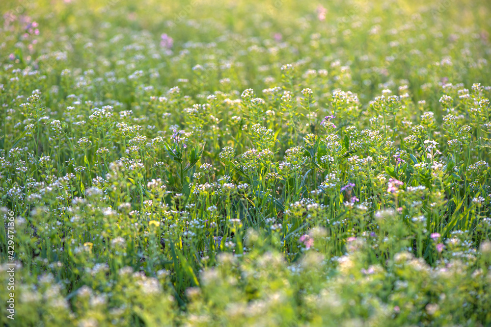 Fototapeta premium Spring flowers on the meadow. Soft focus.
