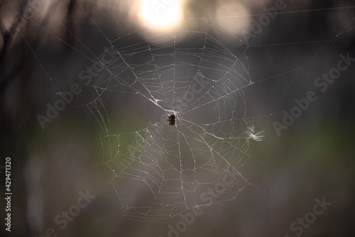 Spider on a web in the forest. Close-up.