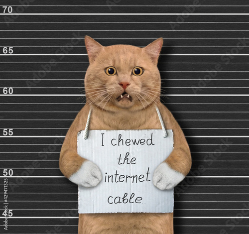 A reddish cat was arrested. He has a sign around its neck that says I chewed the internet cable. Police lineup background.
