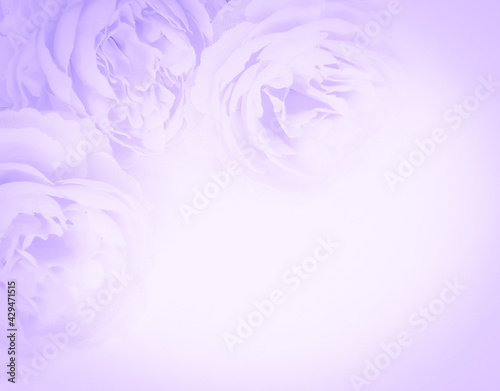 Beautiful abstract light purple flowers on white background, white flower frame, purple leaves texture, gray background, valentines day, love theme, purple gradient texture
