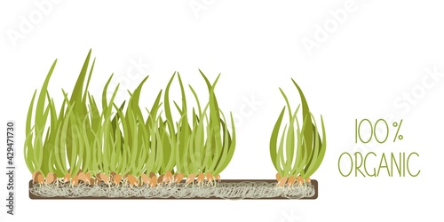 Organic corn microgreens grow isolate on white. Flat vector illustration.