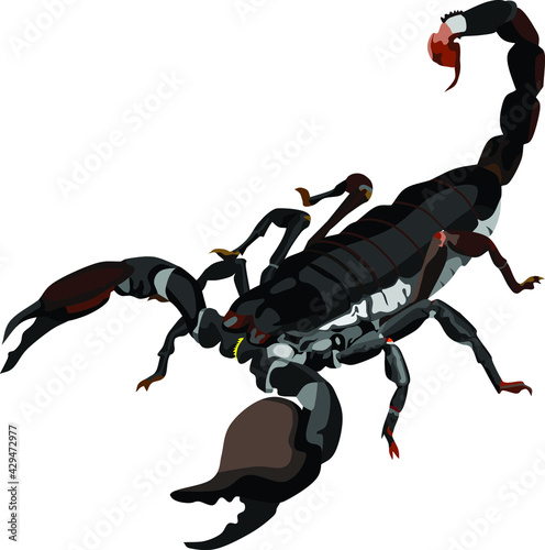 Scorpion Poison Animal Vector Illustration