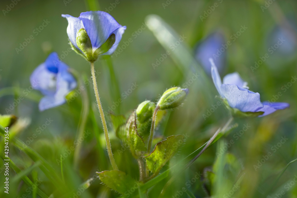 Sky blue flowers of the Veronica filiformis or Slender Speedwell ...