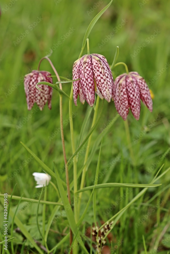 Feuchtwiese mit Schachbrettblumen (Fritillaria meleagris) und Buschwindröschen (Anemone nemorosa).