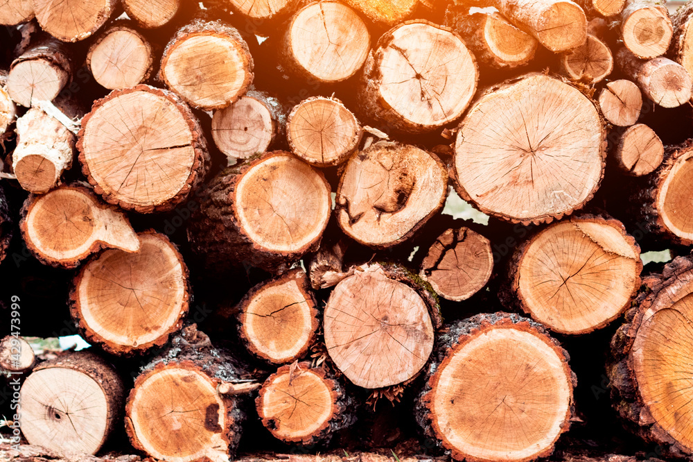 Stacked wood Logs for winter. Logging timber wood industry. View at saw cut. Stacked wood Logs for winter. Logging timber wood industry. View at saw cut.