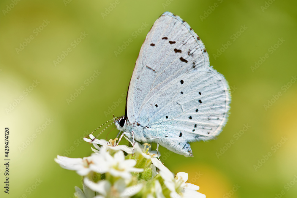 Naklejka premium Provencal Short Tailed Blue (Cupido alcetas) butterfly perched on white flower in green nature.