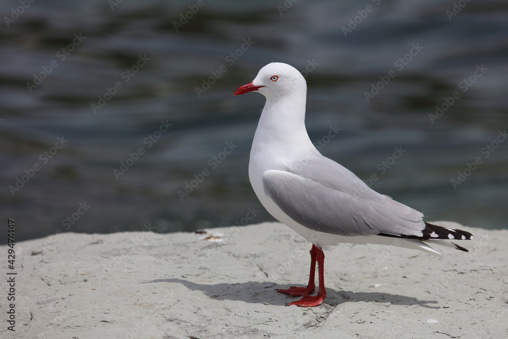 Fototapeta premium Rotschnabelmöwe / Red-billed gull / Larus scopulinus