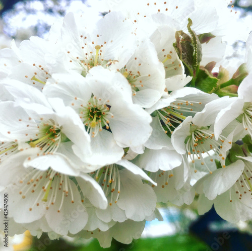 Kirschbaum in voller Blütezeit 