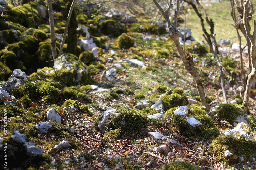 Moss growing on the rocks in a beautiful forest. Selective focus. Moss growing on the rocks in a beautiful forest. Selective focus.