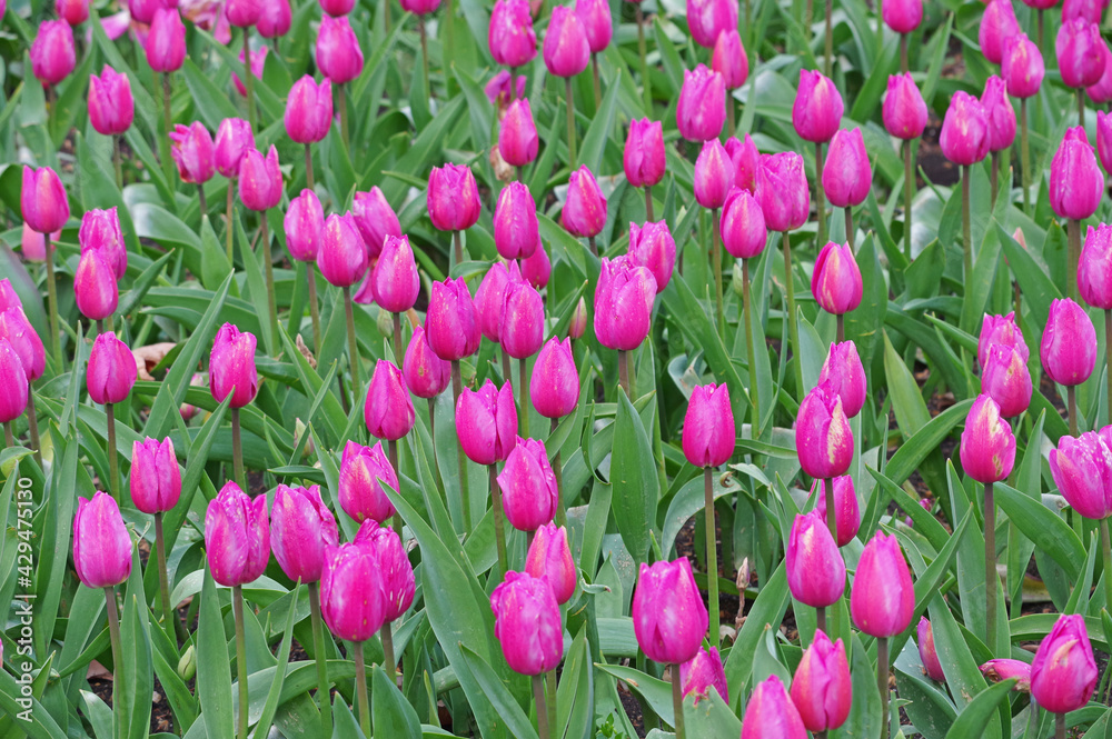 Beautiful view of tulips under sunlight landscape