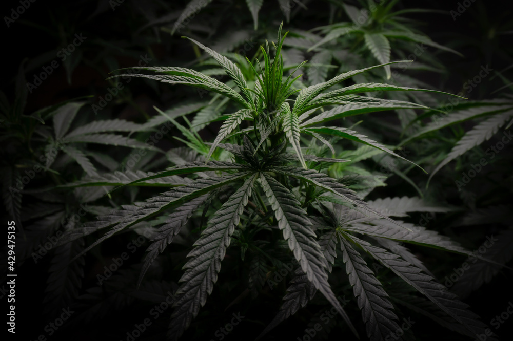 green hemp leaves and top on a black background toned with soft focus green hemp leaves and top on a black background toned with soft focus