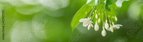 Closeup of pollen of white flower on blurred green background under sunlight with copy space using as background natural flora landscape, ecology cover page concept.