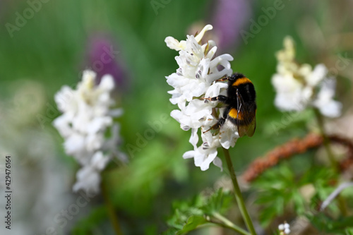 Close up of a bumblebee on a white flower © Asvolas
