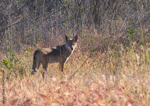 Fototapeta Naklejka Na Ścianę i Meble -  Lone coyote in brush