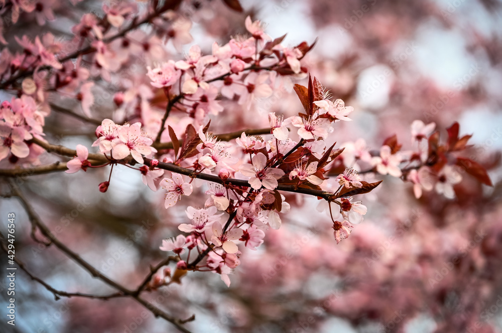 Cherry blossoms in spring close up Cherry blossoms in spring close up