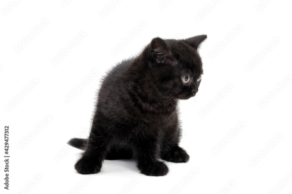 fluffy purebred black kitten sits on a white background