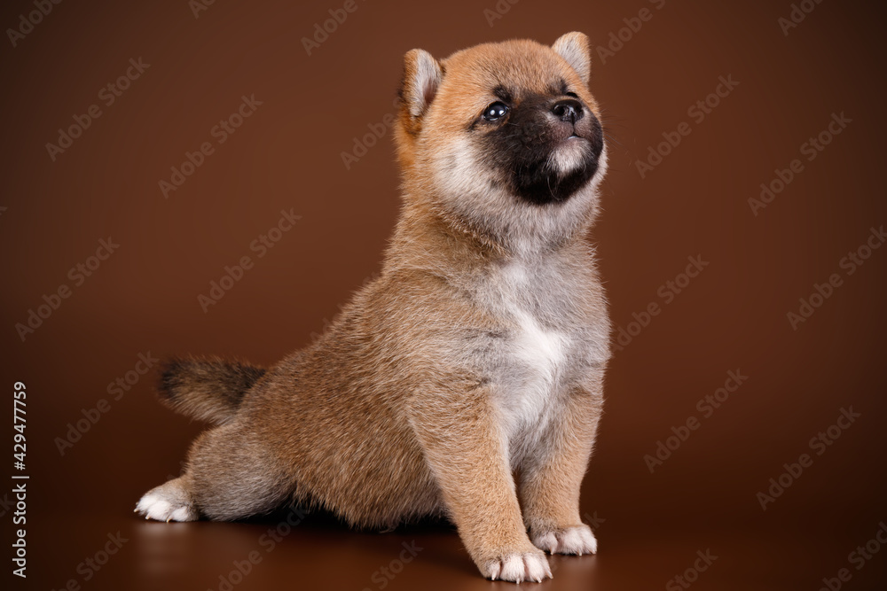 Fototapeta premium Shiba inu on colored backgrounds