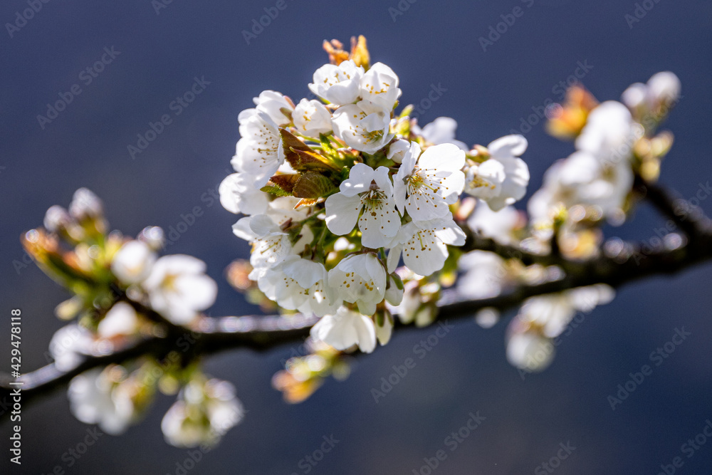 Blütenzauber, es wird Frühling Blütenzauber, es wird Frühling