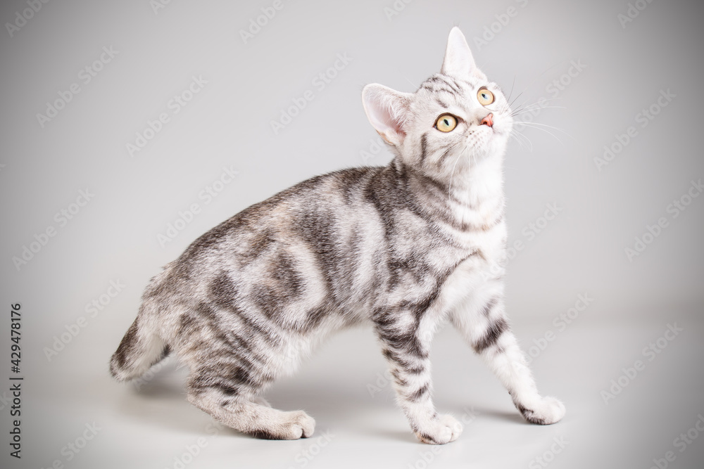 Naklejka premium American shorthair cat on colored backgrounds