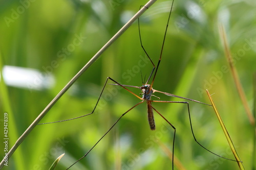 moustique cousin mouche faucheux tipule des prairies photo