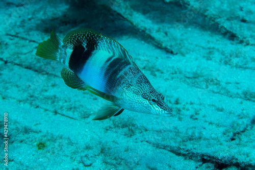 fish in the sea Cabrilla pintada o Vaquilla ( Serranus scriba ) with sand photo