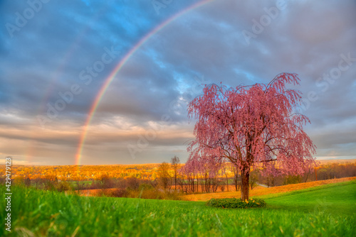 Stunning rainbow over a pink tree at a grassy field in Venango, Pennsylvania photo