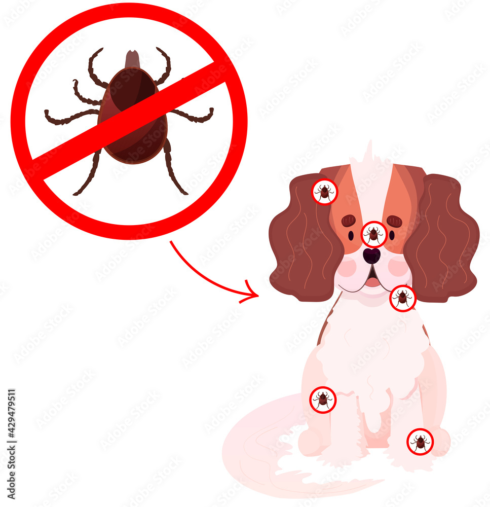 Mite on dog, tick insect. Veterinary for the Protection of Animals. Protection  from tick dangerous disease and infection. Babesiosis, Ehrlichiosis and   illustration Stock Vector | Adobe Stock