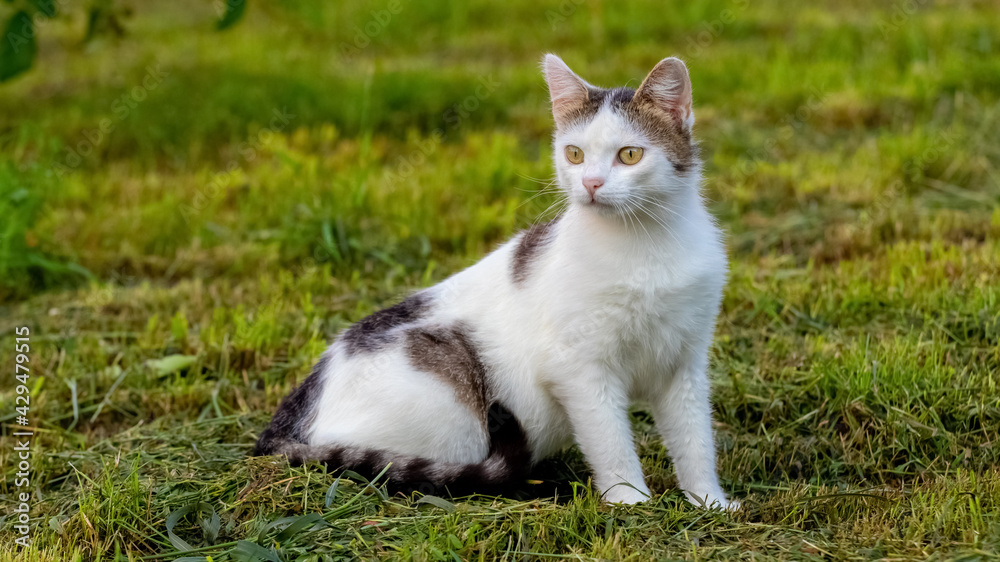 A young cat sits in the garden on the grass and stares into the distance A young cat sits in the garden on the grass and stares into the distance
