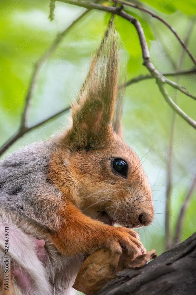 Fototapeta premium The squirrel with nut sits on a branches in the spring or summer. Portrait of the squirrel close-up