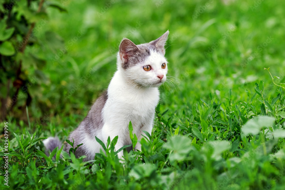 A small kitten sits in the garden on the green grass and looks intently into the distance A small kitten sits in the garden on the green grass and looks intently into the distance