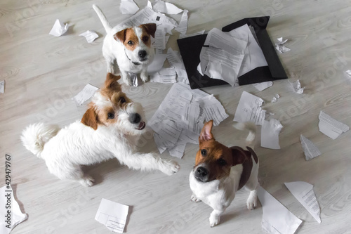 Bad Dogs in the mess sitting and looking up on their owner. One dog points to other with his paw. Naughty pets home alone