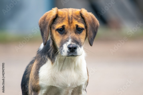 Young dog of the Estonian hound breed close up on a blurred background with an expression of interest