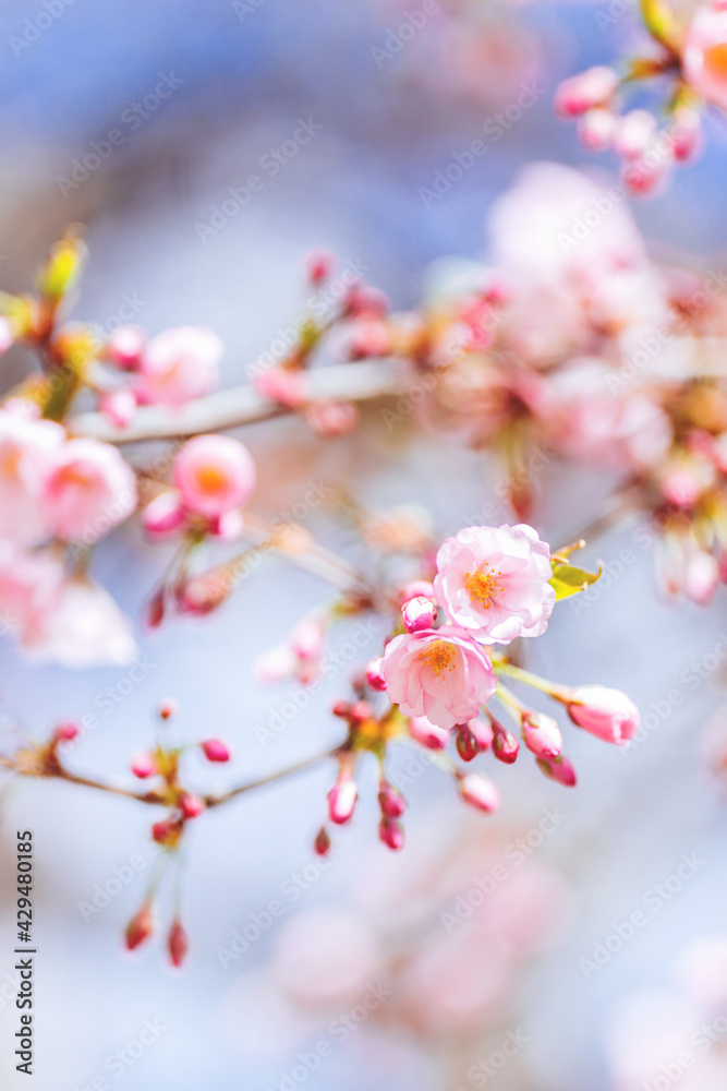 Amazing pink cherry blossoms on the Sakura tree in a blue sky. Amazing pink cherry blossoms on the Sakura tree in a blue sky.