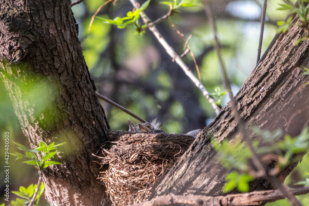 Chicks of Thrush fieldfare, Turdus pilaris, in a nest Chicks of Thrush fieldfare, Turdus pilaris, in a nest