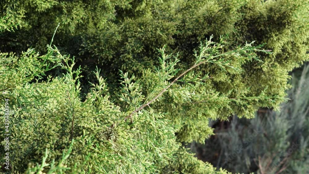 Thuja branches sway in the wind illuminated by the morning sun. Thuja branches sway in the wind illuminated by the morning sun.