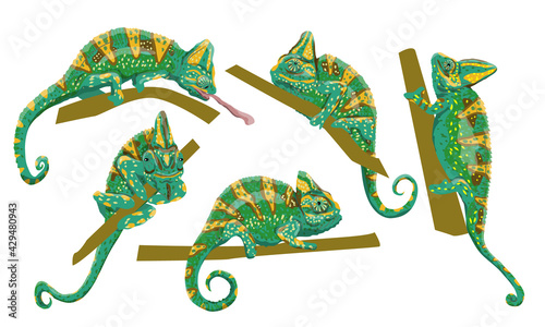 Veiled chameleon set. Chamaeleo calyptratus, cone-head chameleon or Yemen chameleon in various poses. A bright green chameleon sits on a branch and hunts. Realistic collection of wild reptile