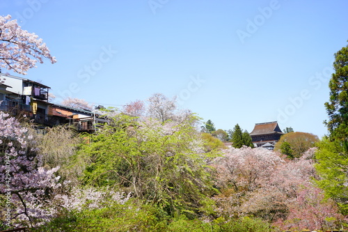 Yoshinoyama sakura cherry blossom and Yoshimizu Shrine. Mount Yoshino in Nara, Japan's most famous cherry blossom viewing spot - 日本 奈良県 吉野山 桜 吉水神社 photo