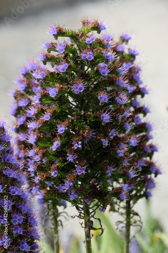 Blumen