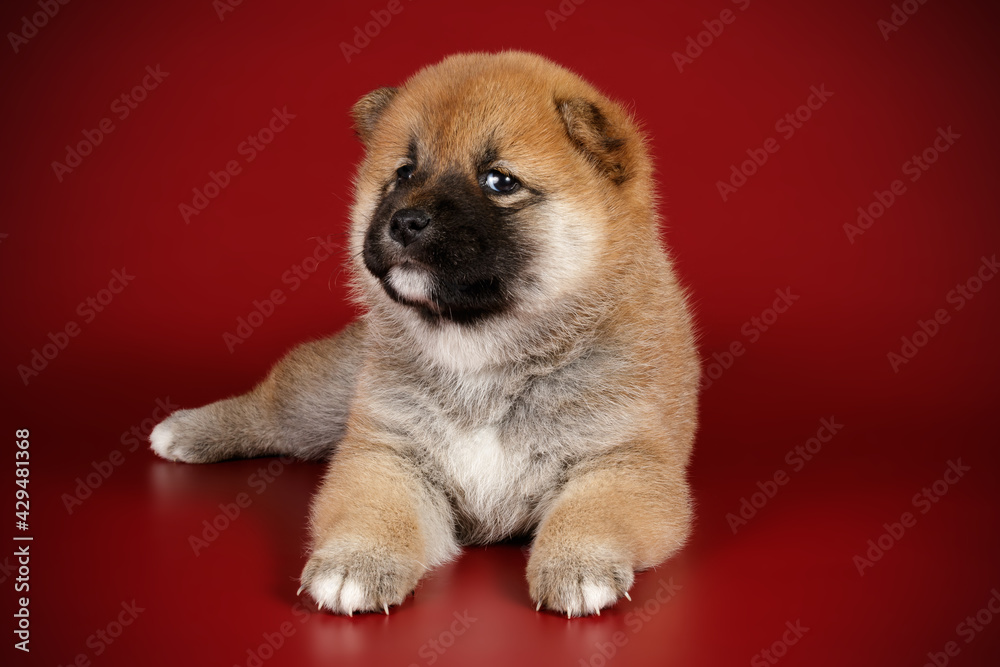 Shiba inu on colored backgrounds Shiba inu on colored backgrounds